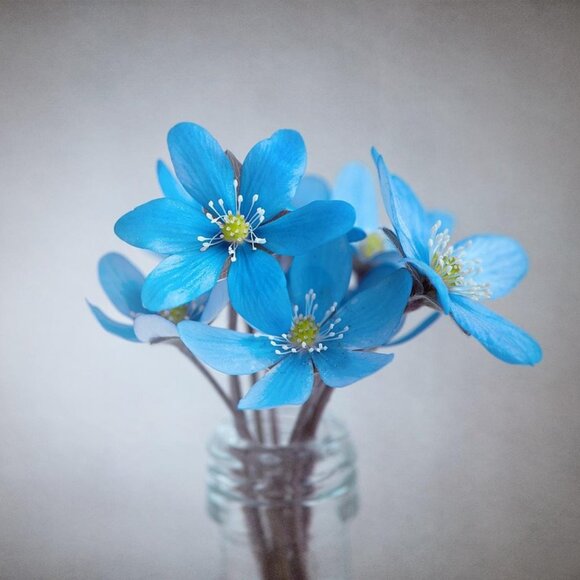 Meet your Posher, Belle - Picture 1 of 1